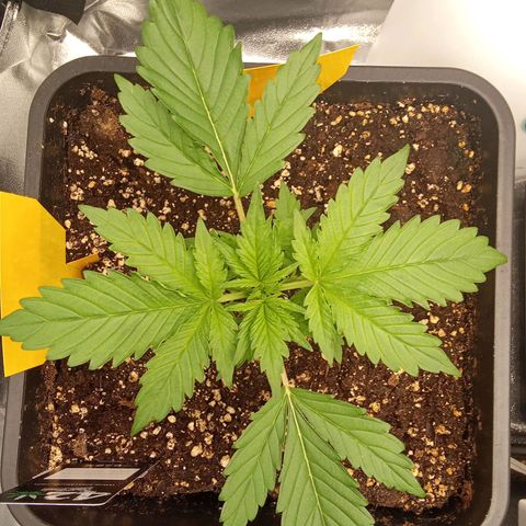 Banana purple punch  #1Hinten Links  growlog timeline photo