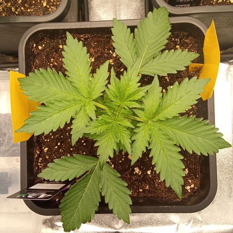 Banana purple punch  #2 vorne rechts  growlog timeline photo