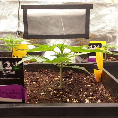 Banana purple punch  #2 vorne rechts  growlog timeline photo