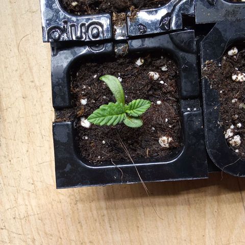 Special Queen #1 growlog timeline photo
