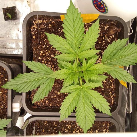 Banana purple punch  #1Hinten Links  growlog timeline photo