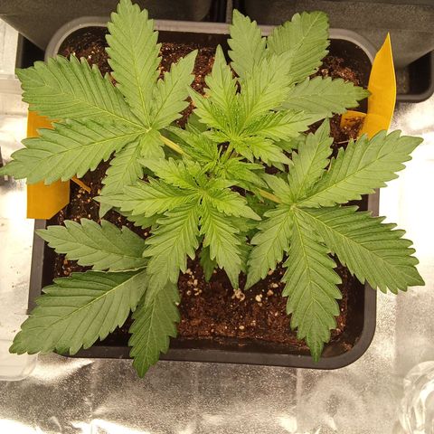 Banana purple punch  #2 vorne rechts  growlog timeline photo