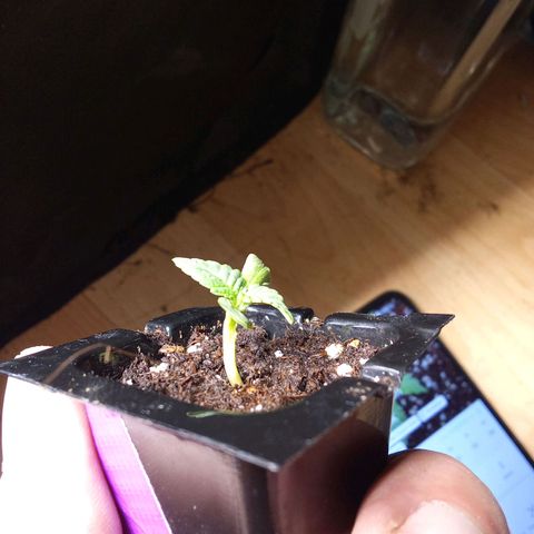 Special Queen #1 growlog timeline photo