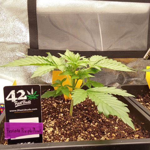 Banana purple punch  #1Hinten Links  growlog timeline photo