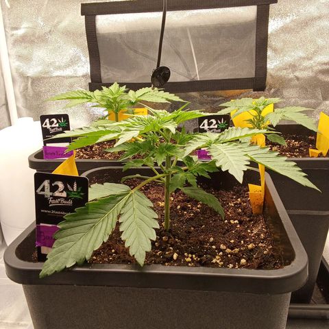 Banana purple punch  #2 vorne rechts  growlog timeline photo