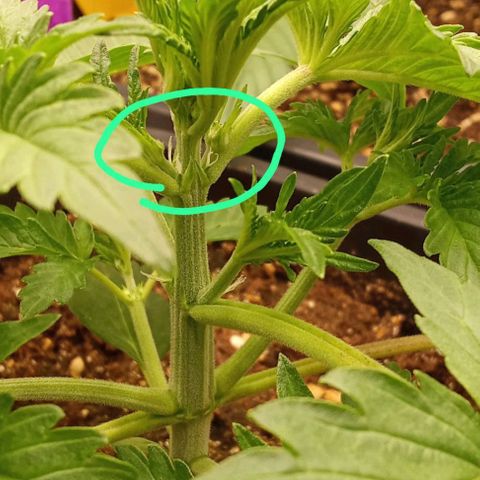 Banana purple punch  #2 vorne rechts  growlog photo: Heute erste Blüten Anzeichen gesehen 😁