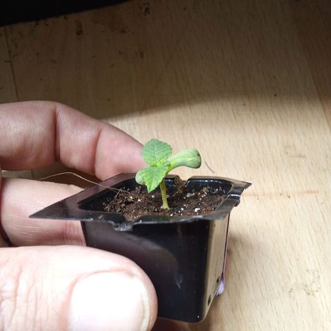 Special Queen #1 growlog timeline photo