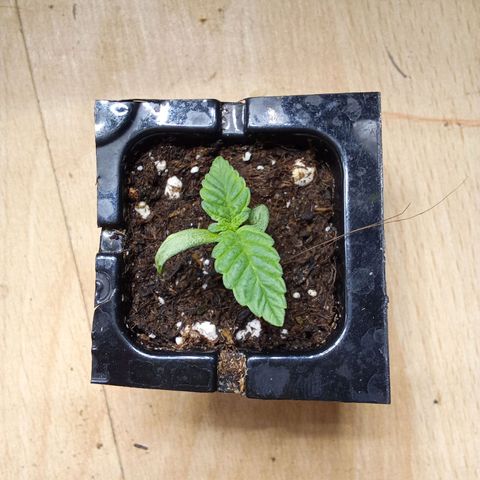 Special Queen #1 growlog timeline photo