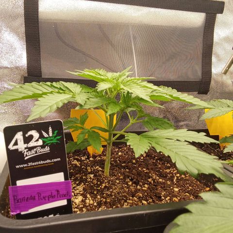 Banana purple punch  #1Hinten Links  growlog timeline photo