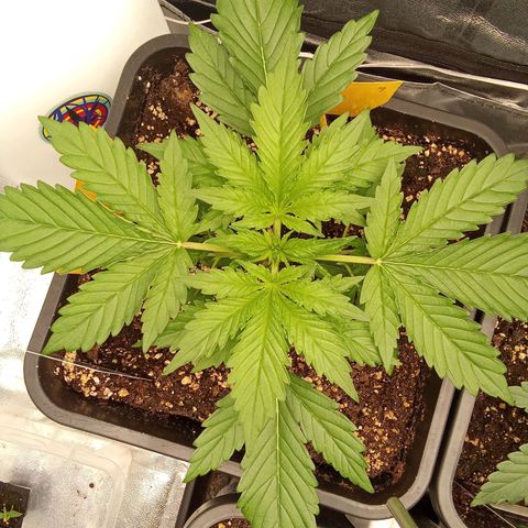 Banana purple punch  #1Hinten Links  growlog timeline photo