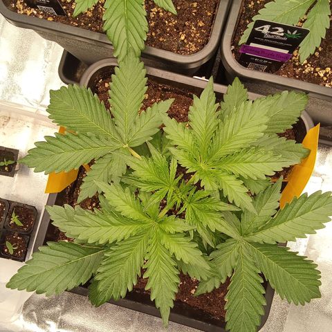 Banana purple punch  #2 vorne rechts  growlog timeline photo