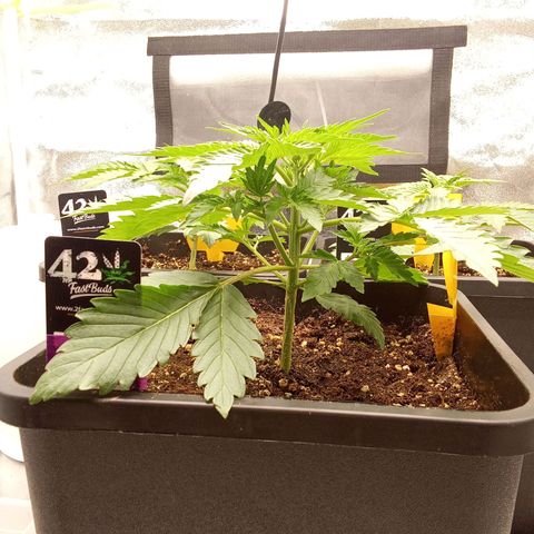 Banana purple punch  #2 vorne rechts  growlog timeline photo