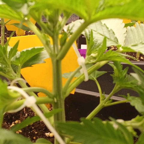 Banana purple punch  #2 vorne rechts  growlog photo: LST Training mit Kabelbinder & Draht 