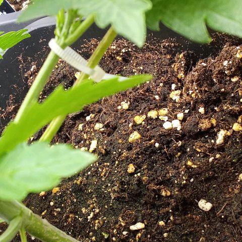 Banana purple punch  #2 vorne rechts  growlog photo: LST Training mit Kabelbinder & Draht 