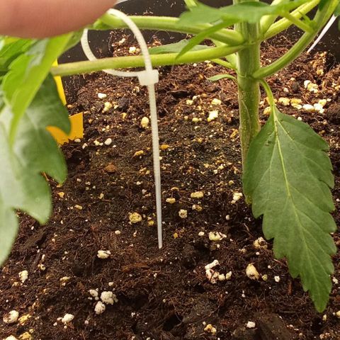 Banana purple punch  #2 vorne rechts  growlog photo: LST Training mit Kabelbinder & Draht 