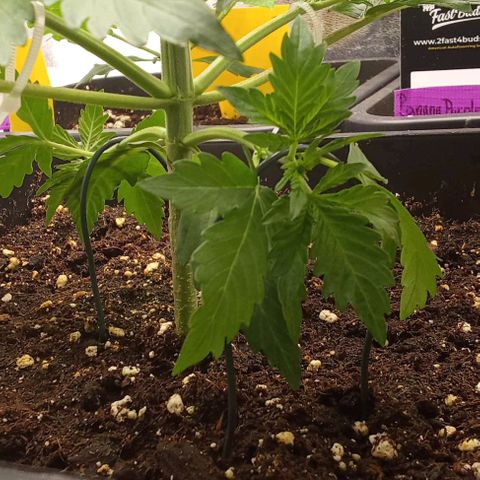 Banana purple punch  #2 vorne rechts  growlog photo: LST Training mit Kabelbinder & Draht 