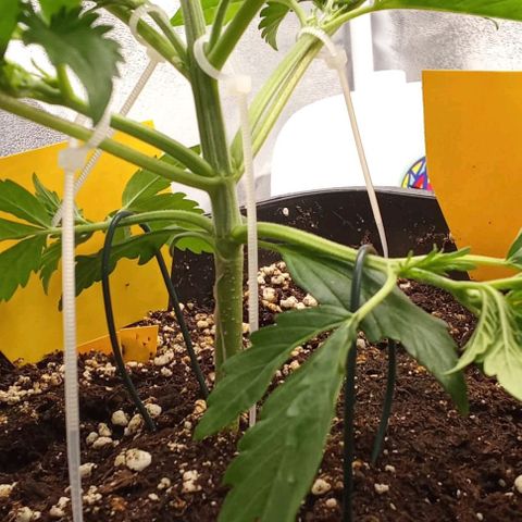 Banana purple punch  #1Hinten Links  growlog timeline photo
