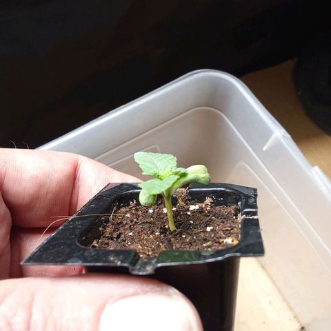 Special Queen #1 growlog timeline photo