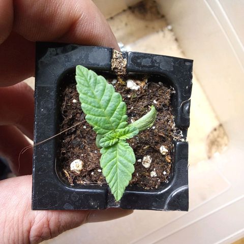 Special Queen #1 growlog timeline photo