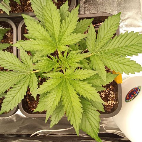 Banana purple punch  #1Hinten Links  growlog timeline photo