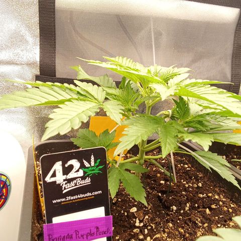 Banana purple punch  #1Hinten Links  growlog timeline photo