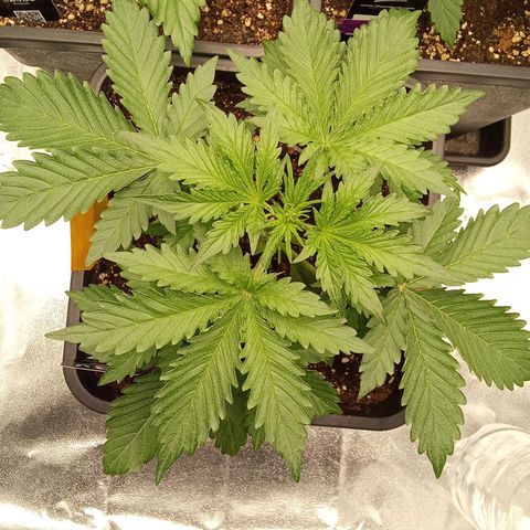 Banana purple punch  #2 vorne rechts  growlog timeline photo