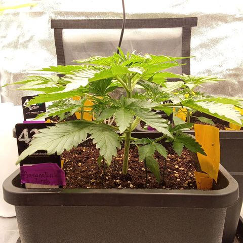 Banana purple punch  #2 vorne rechts  growlog timeline photo