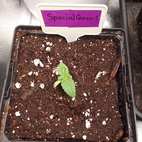 Special Queen #1 growlog timeline photo