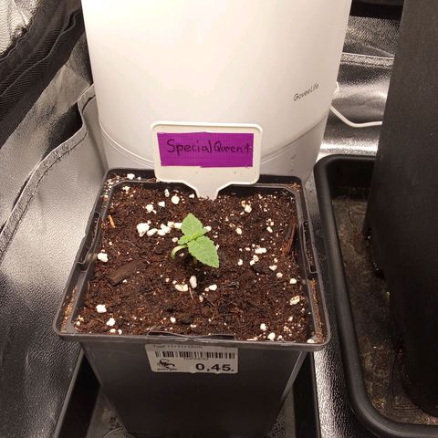 Special Queen #1 growlog timeline photo