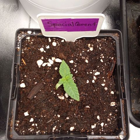 Special Queen #1 growlog timeline photo