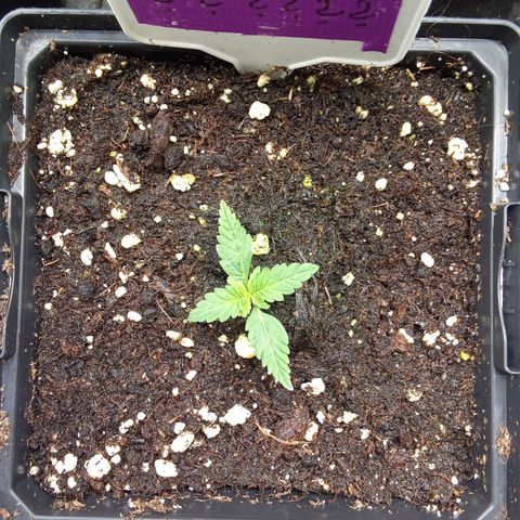 ????  growlog timeline photo