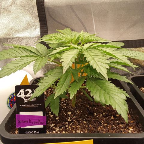 Banana purple punch  #1Hinten Links  growlog timeline photo