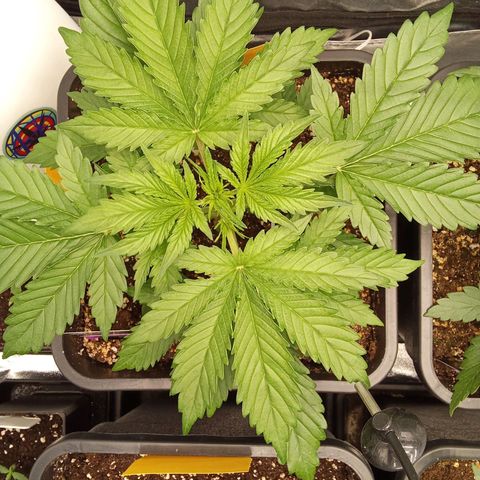 Banana purple punch  #1Hinten Links  growlog timeline photo