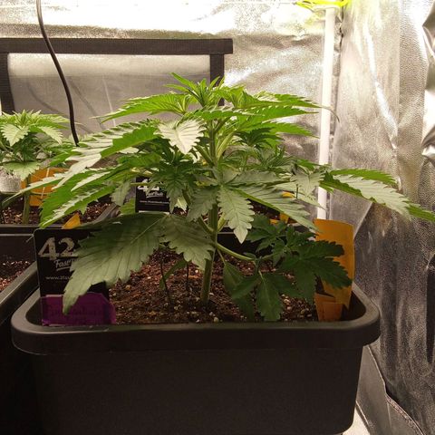 Banana purple punch  #2 vorne rechts  growlog timeline photo