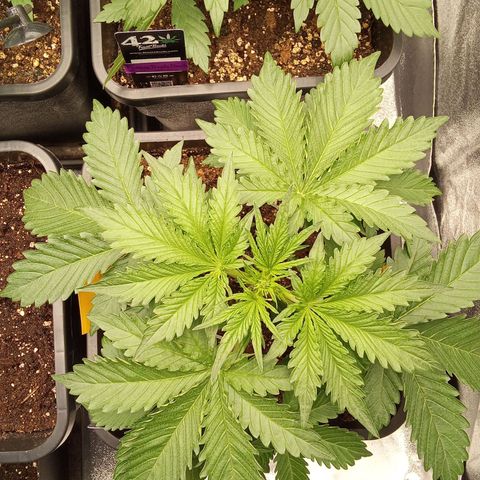 Banana purple punch  #2 vorne rechts  growlog timeline photo