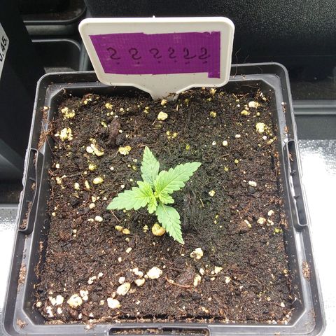 ????  growlog timeline photo