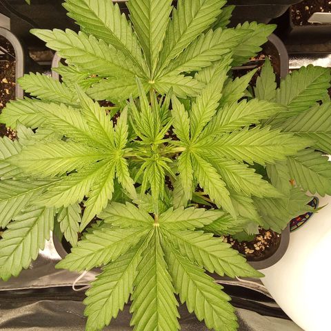 Banana purple punch  #1Hinten Links  growlog timeline photo