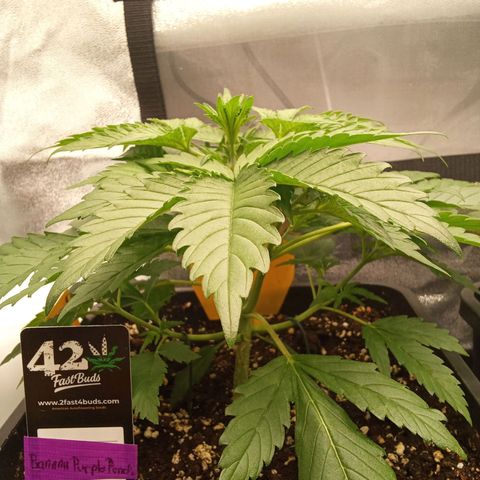 Banana purple punch  #1Hinten Links  growlog timeline photo
