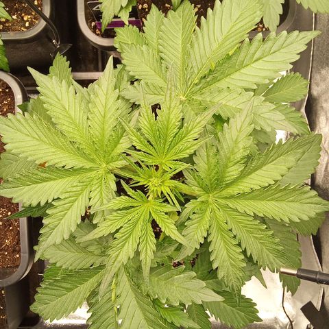 Banana purple punch  #2 vorne rechts  growlog timeline photo