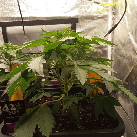 Banana purple punch  #2 vorne rechts  growlog timeline photo