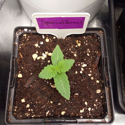 Special Queen #1 growlog timeline photo