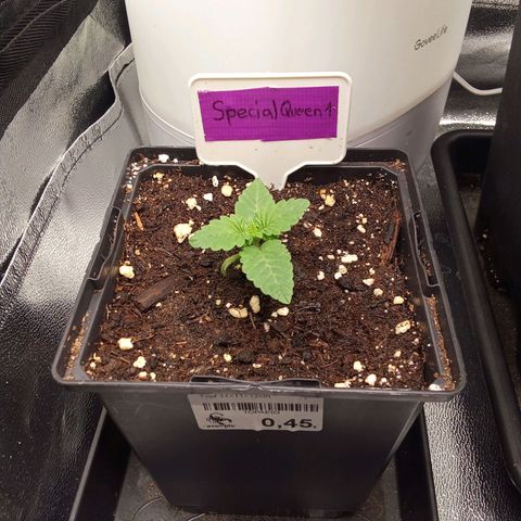 Special Queen #1 growlog timeline photo