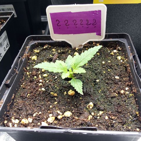 ????  growlog timeline photo