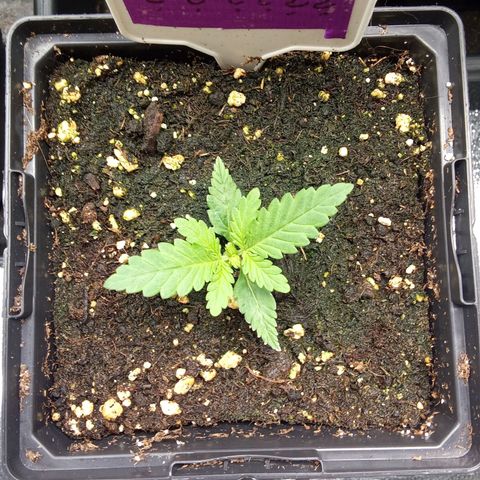 ????  growlog timeline photo