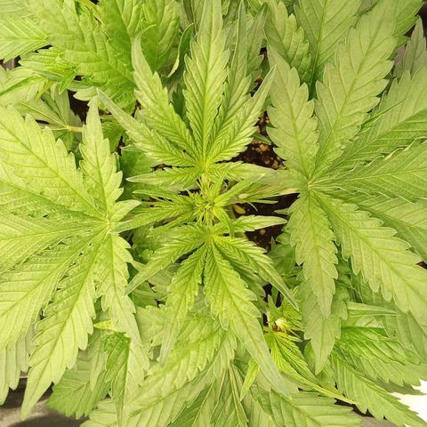 Banana purple punch  #1Hinten Links  growlog timeline photo