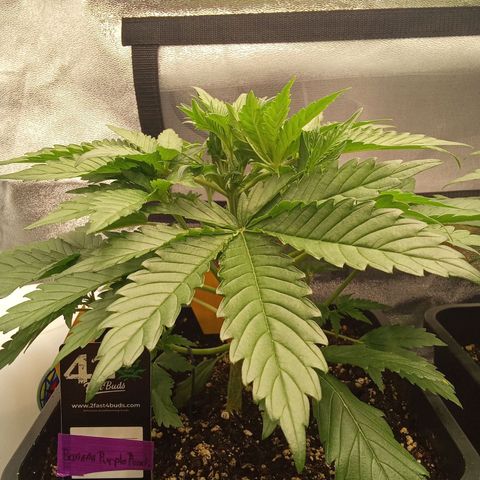 Banana purple punch  #1Hinten Links  growlog timeline photo