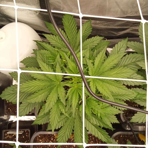 Banana purple punch  #1Hinten Links  growlog timeline photo