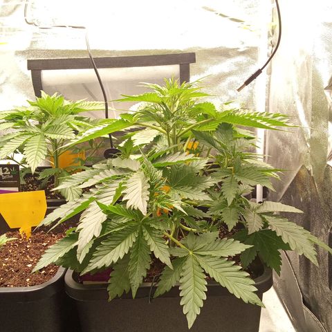 Banana purple punch  #2 vorne rechts  growlog timeline photo