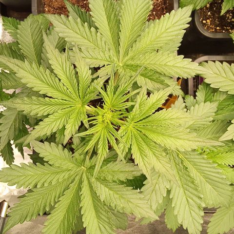 Banana purple punch  #2 vorne rechts  growlog timeline photo