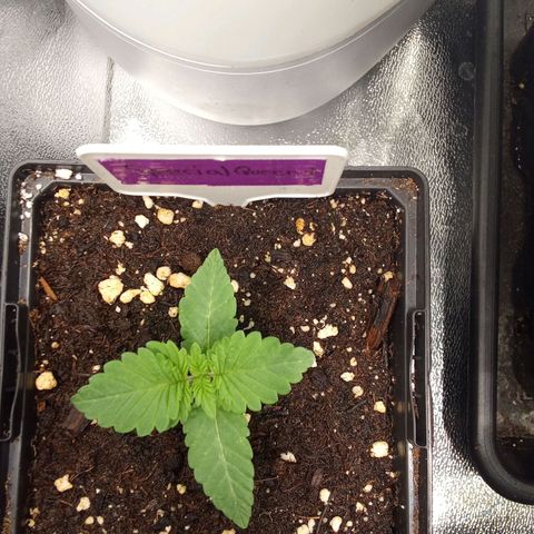 Special Queen #1 growlog timeline photo
